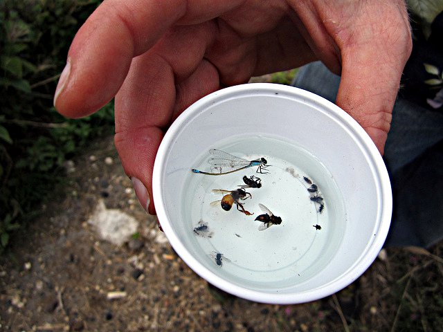 A photo of a researcher checking a pan trap to identify bee species.